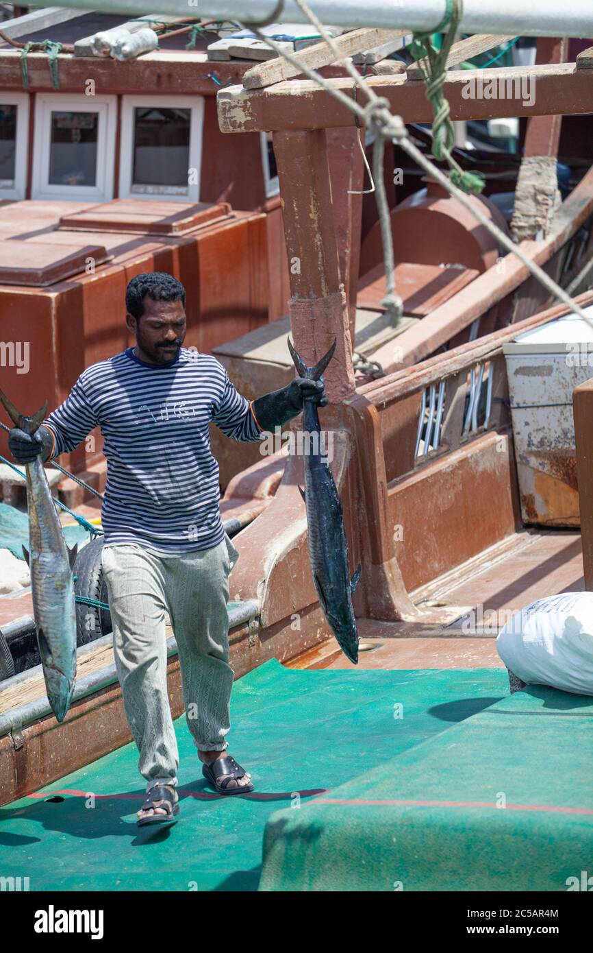 Al Khor fishing port in north Qatar. Fishermen unloading the Kingfish