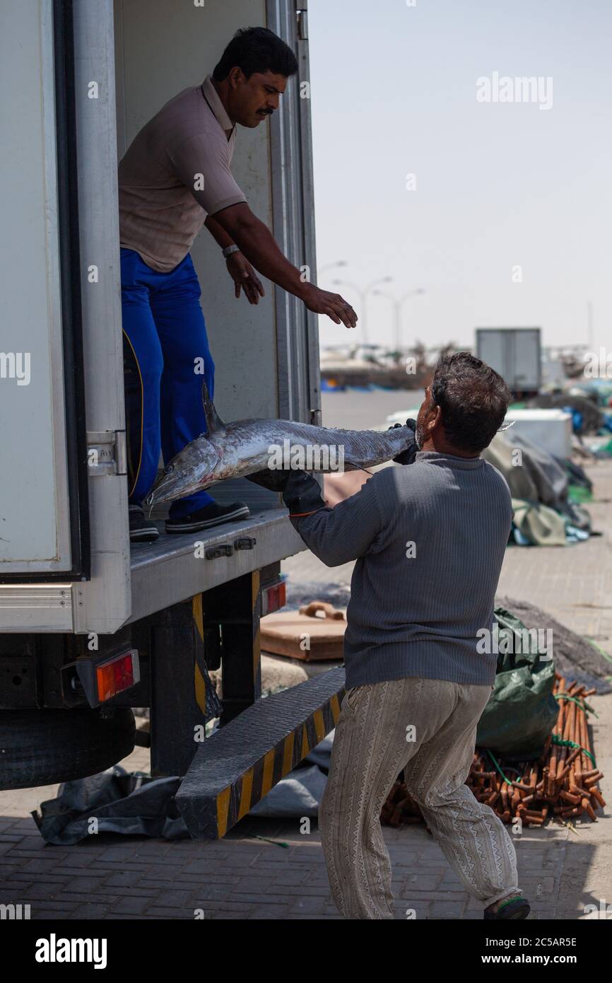 Al Khor fishing port in north Qatar. Fishermen unloading the Kingfish ...