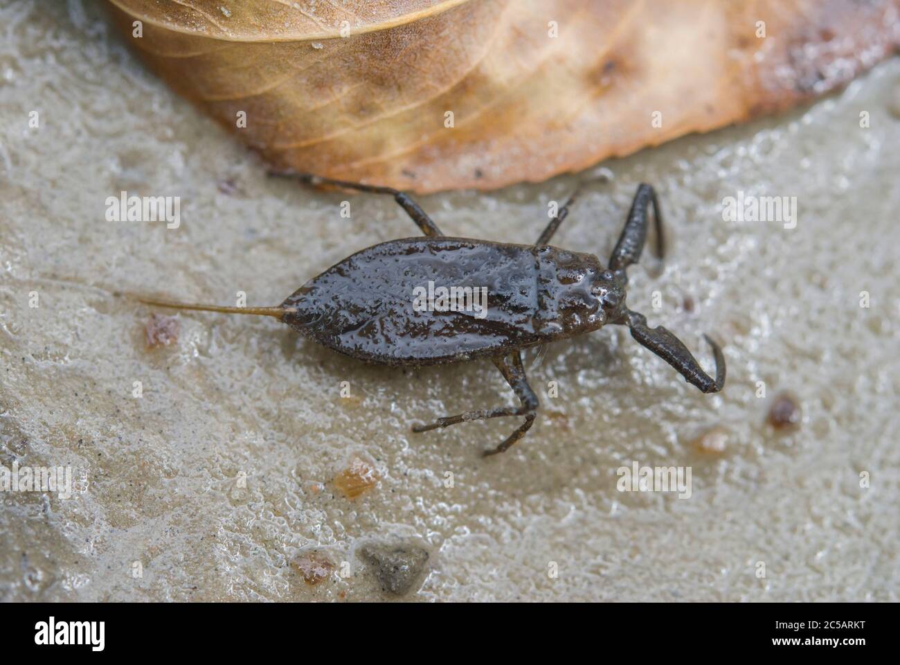 The Water scorpion (Nepa cinerea) Stock Photo