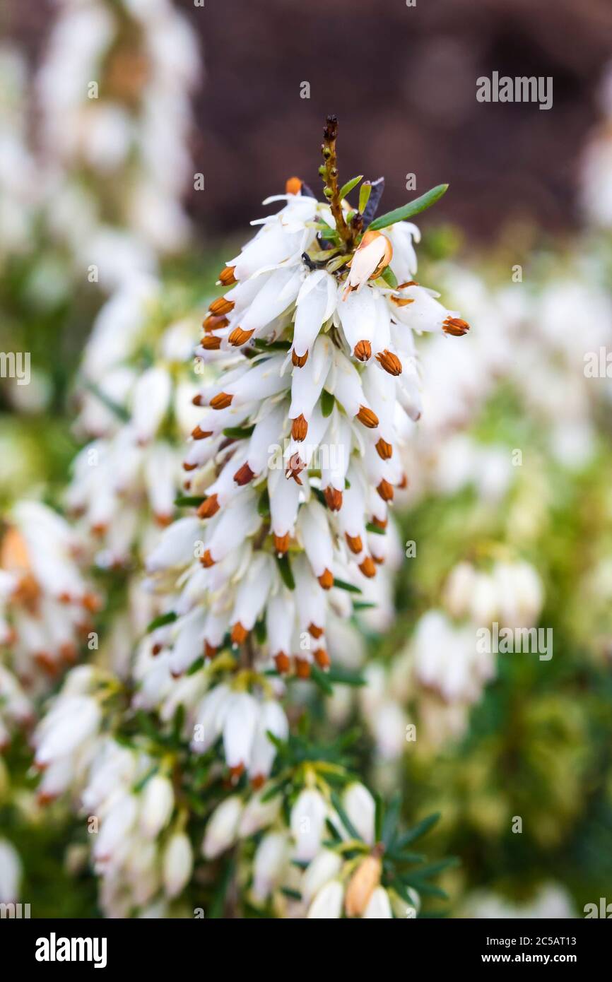Erica carnea forma alba 'Isabell' as spreading heather with white flowers in winter and spring Stock Photo