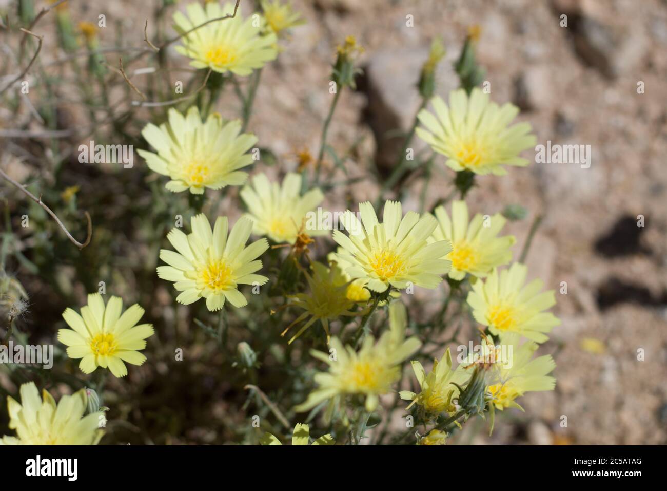 Gold blooms of Yellow Tackstem, Calycoseris Parryi, Asteraceae, native Annual on the edges of Twentynine Palms, Southern Mojave Desert, Springtime. Stock Photo