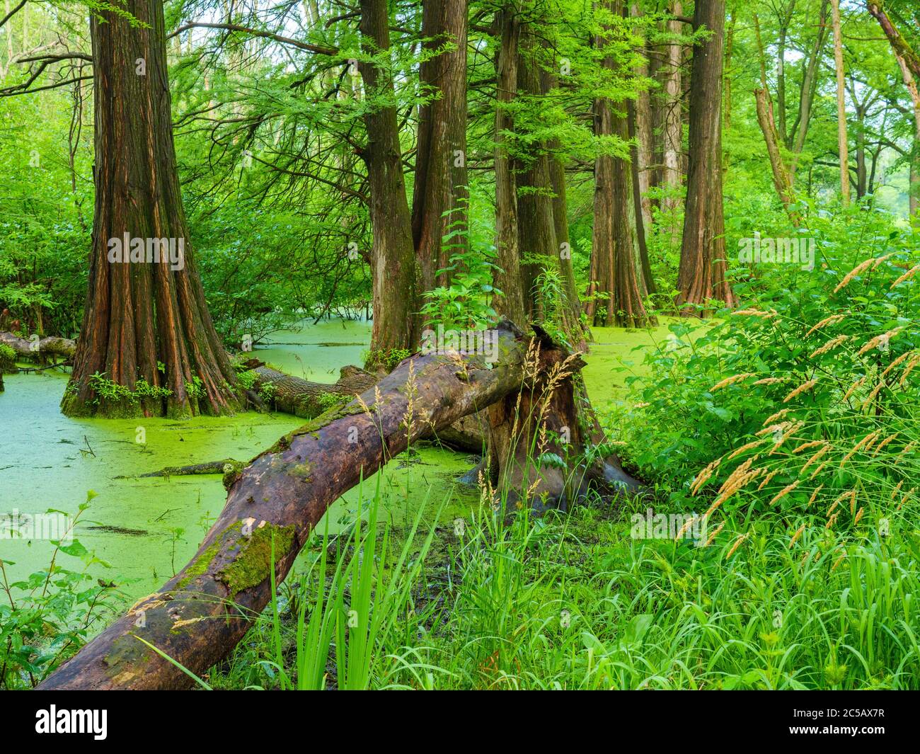 Bald cypress swamp, Cook County Illinois. Planted by the Civilian Conservation Corps in the 1930s. Stock Photo