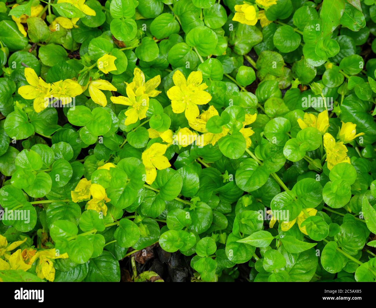 Moneywort or creeping jenny (Lysimachia nummularia), an invasive plant in North America. Salt Creek Nature Area Illinois. Stock Photo