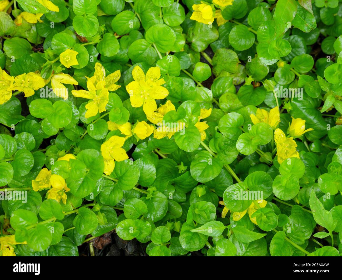 Moneywort or creeping jenny (Lysimachia nummularia), an invasive plant in North America. Salt Creek Nature Area Illinois. Stock Photo