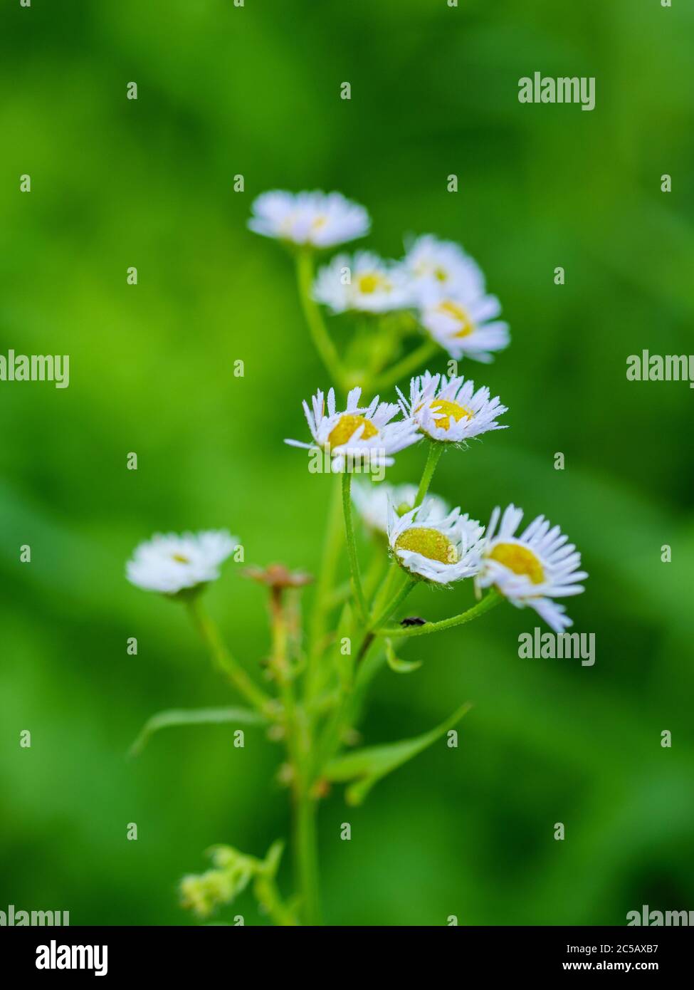 Daisy fleabane, Erigeron strigosus. Stock Photo