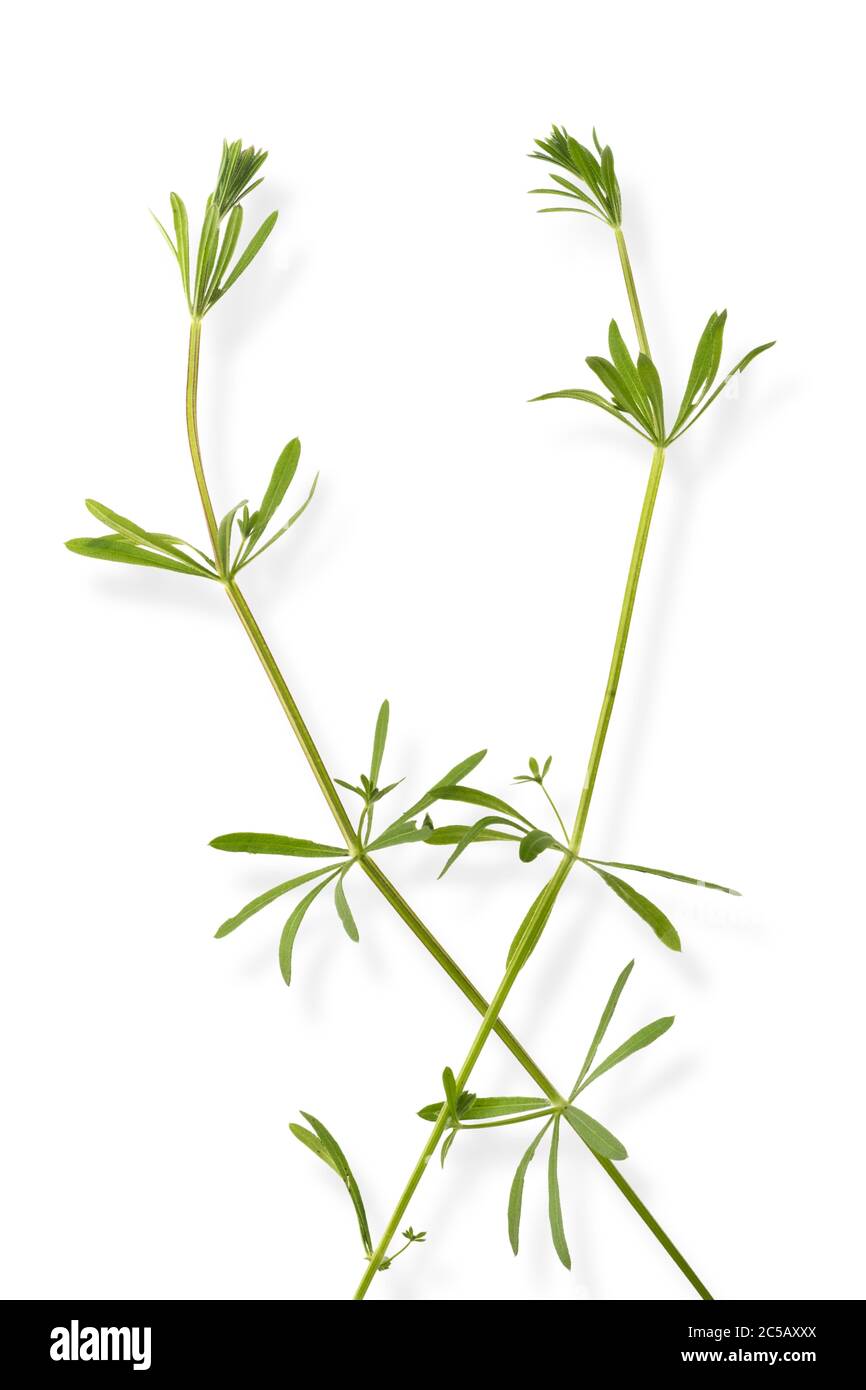 Galium Aparine, or commonly know as sticky wee, cleavers, bedstraw, sticky bob, stickybud with white background and shadow. Stock Photo