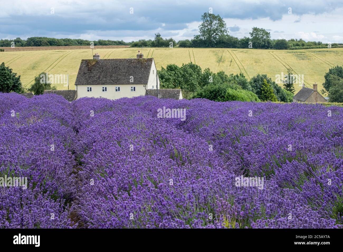 Lines of heather at Cotswold Lavender farm at Snowshill Broadway. Stock Photo