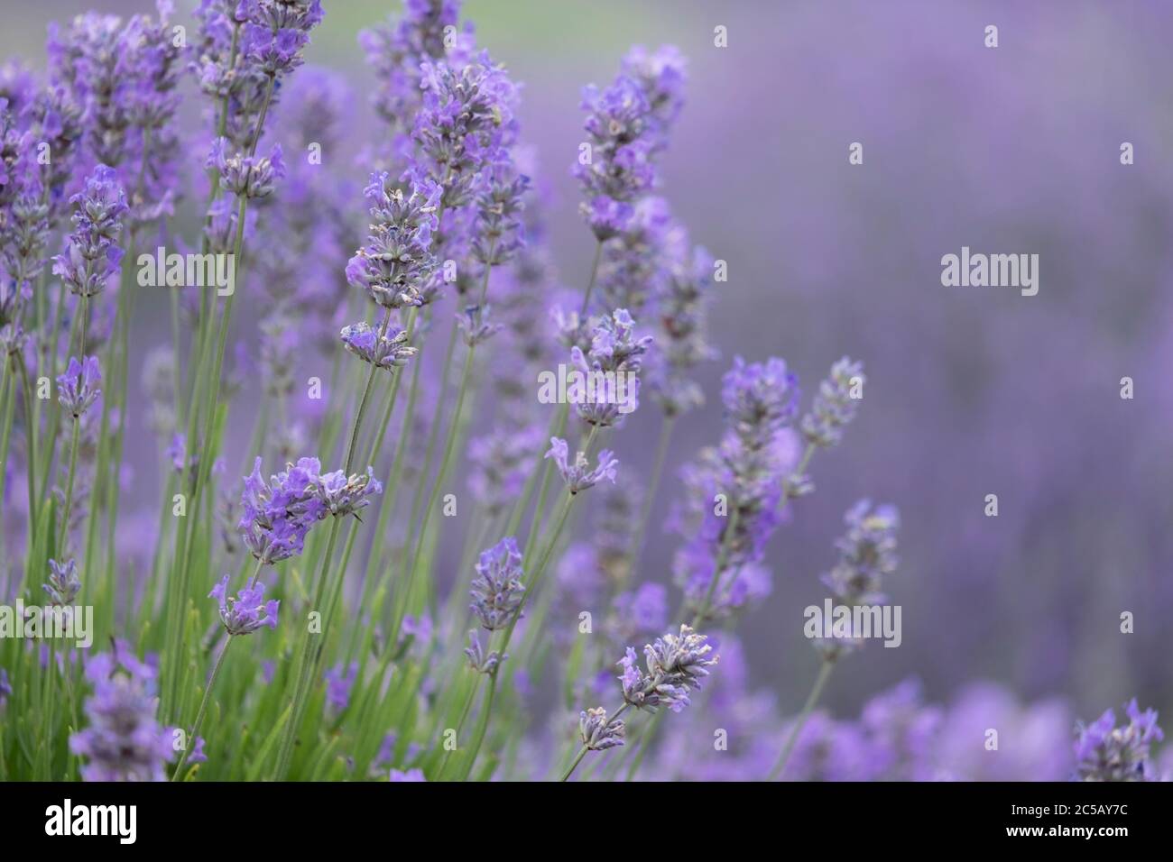 Close up of lavender in a lavender field Stock Photo