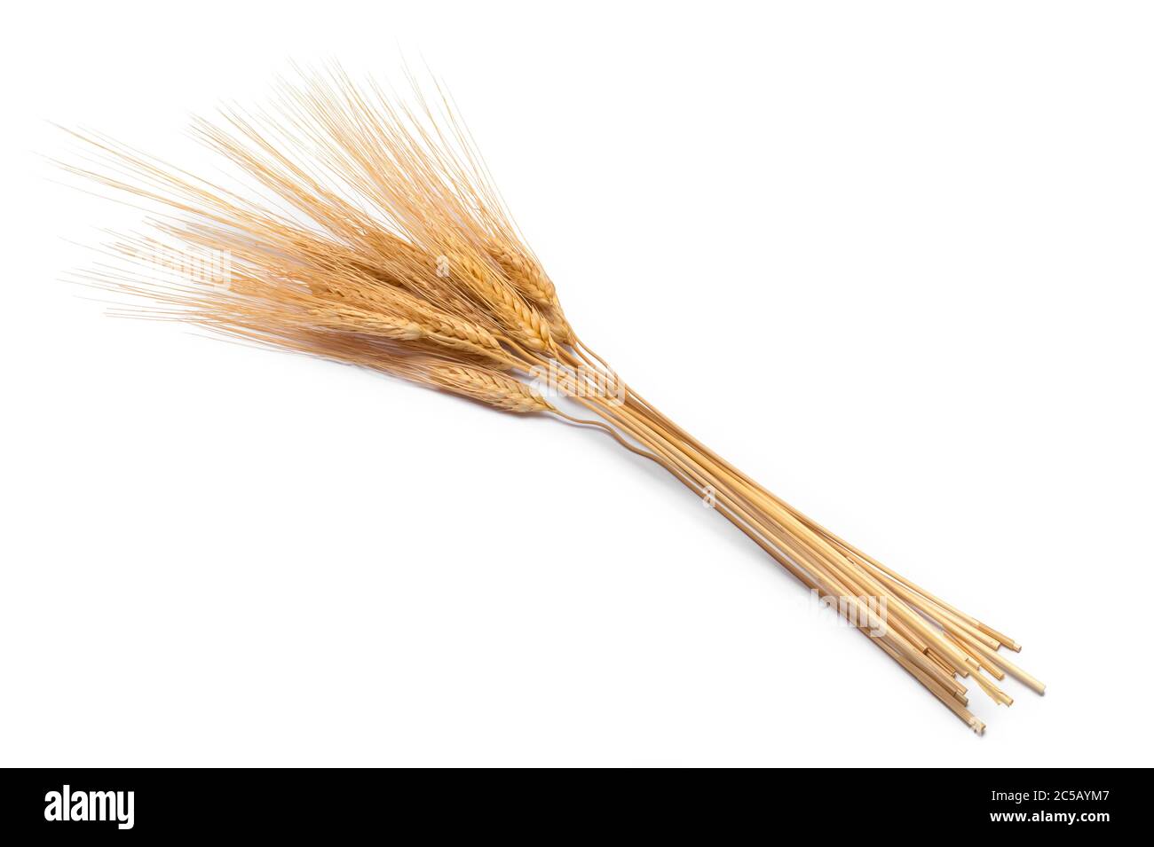 Small Bundle of Wheat Isolated on White. Stock Photo