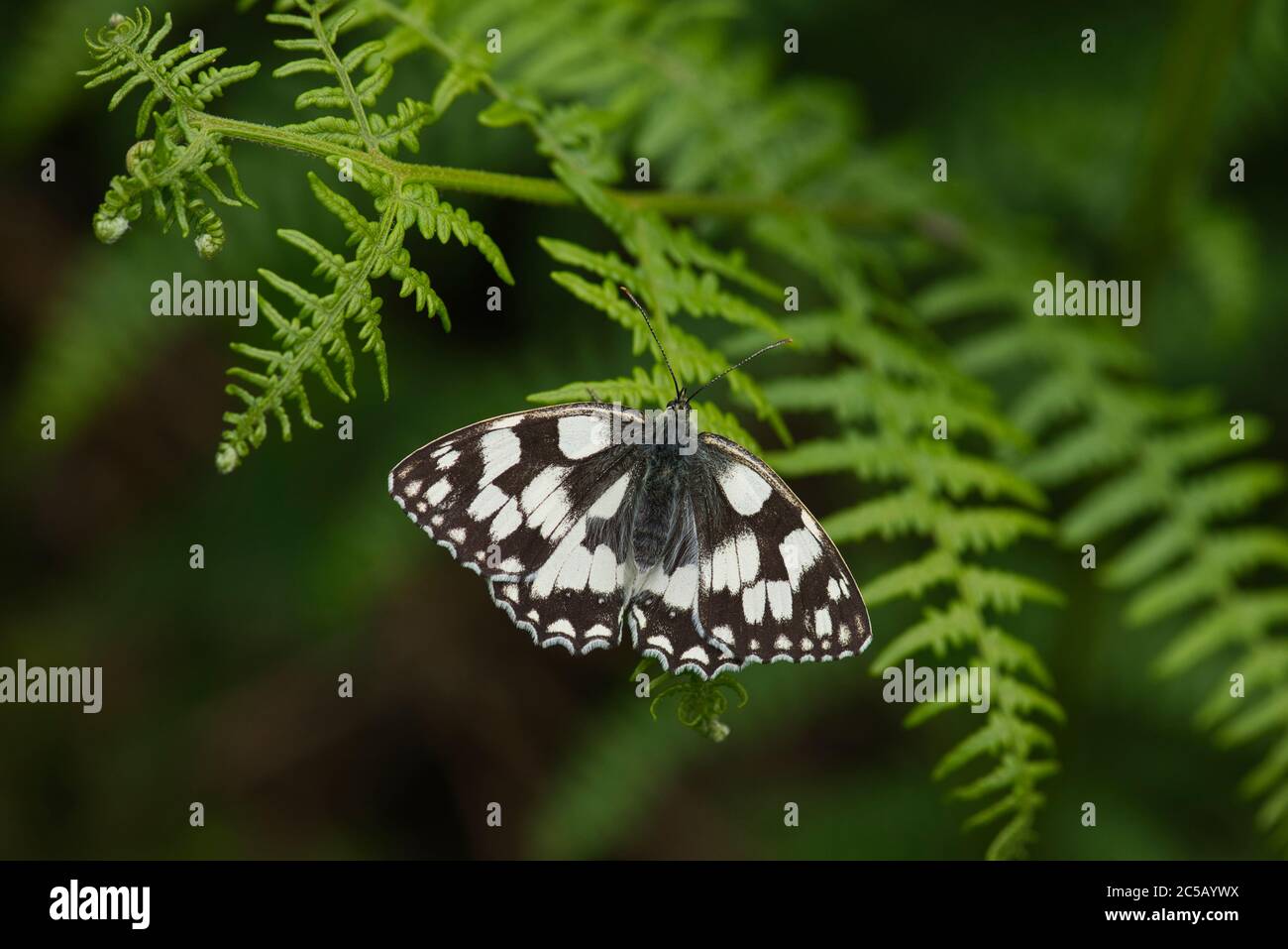 Marbled white butterfly (Melanargia galathea) Stock Photo