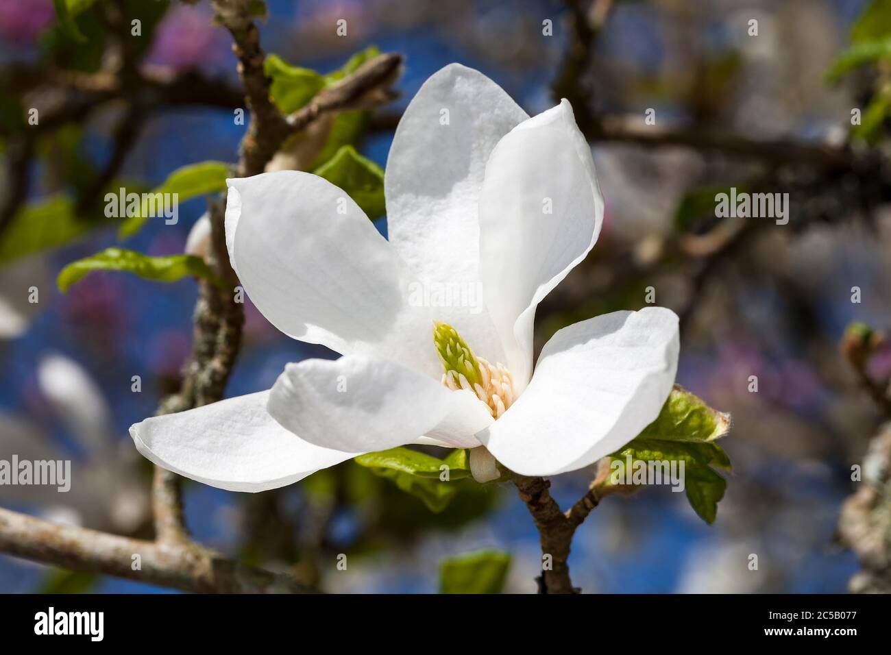 Magnolia Kobus 'Norman Gould' a winter white flower shrub or small tree ...