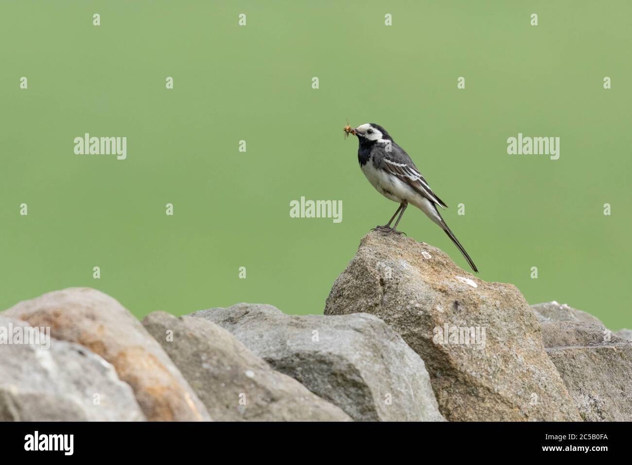 A single Pied Wagtail (UK) perched on a dry stone wall against a blank green background. The wagtail has food in it's beak ready to feed it's young. Stock Photo