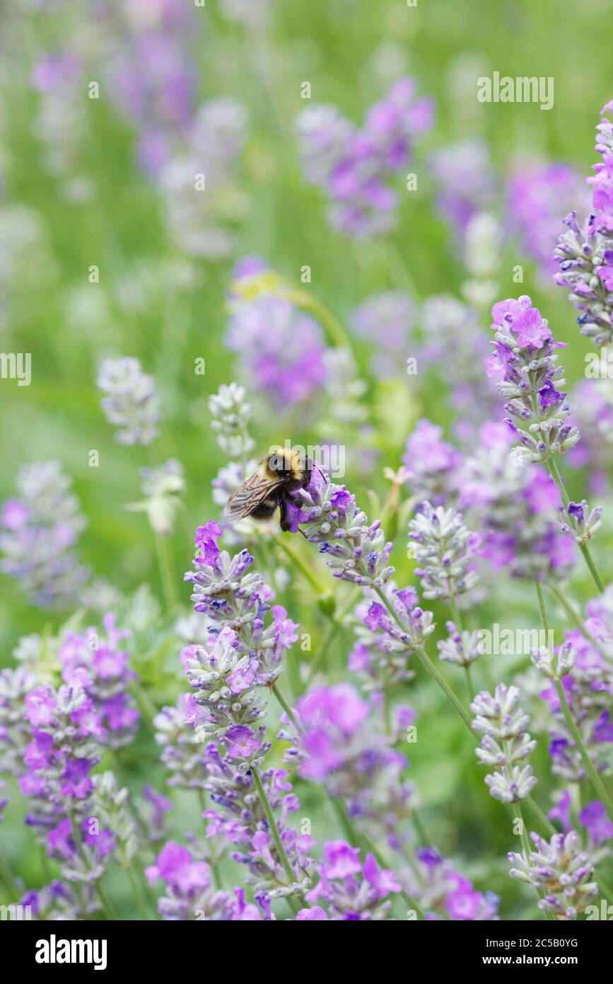 Bombus terrestris feeding on lavender angustifolia. Stock Photo