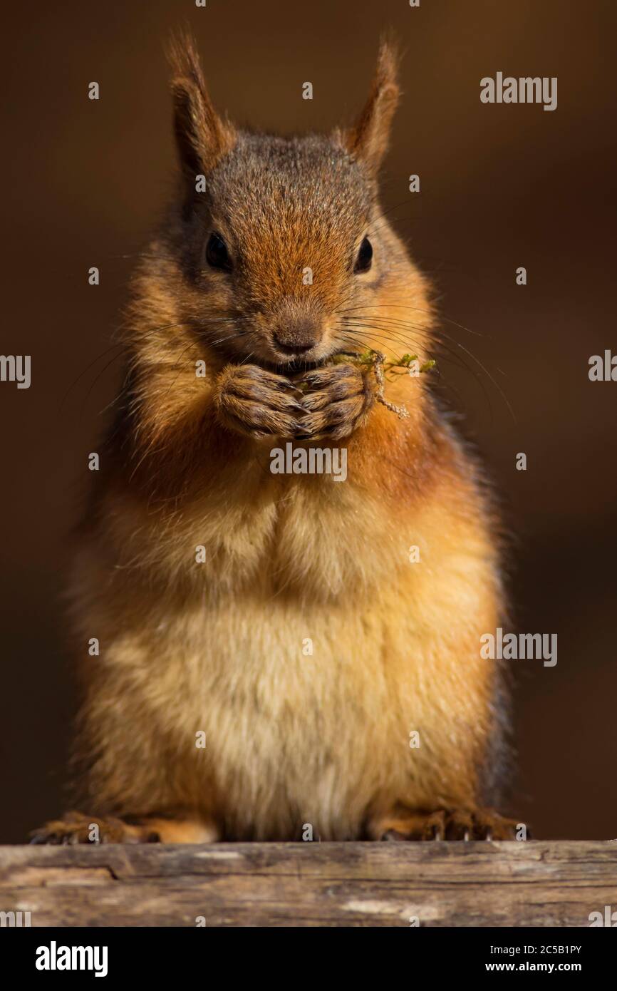 Cute squirrel. Dark brown nature background. Caucasian Squirrel. Sciurus anomalus. Stock Photo