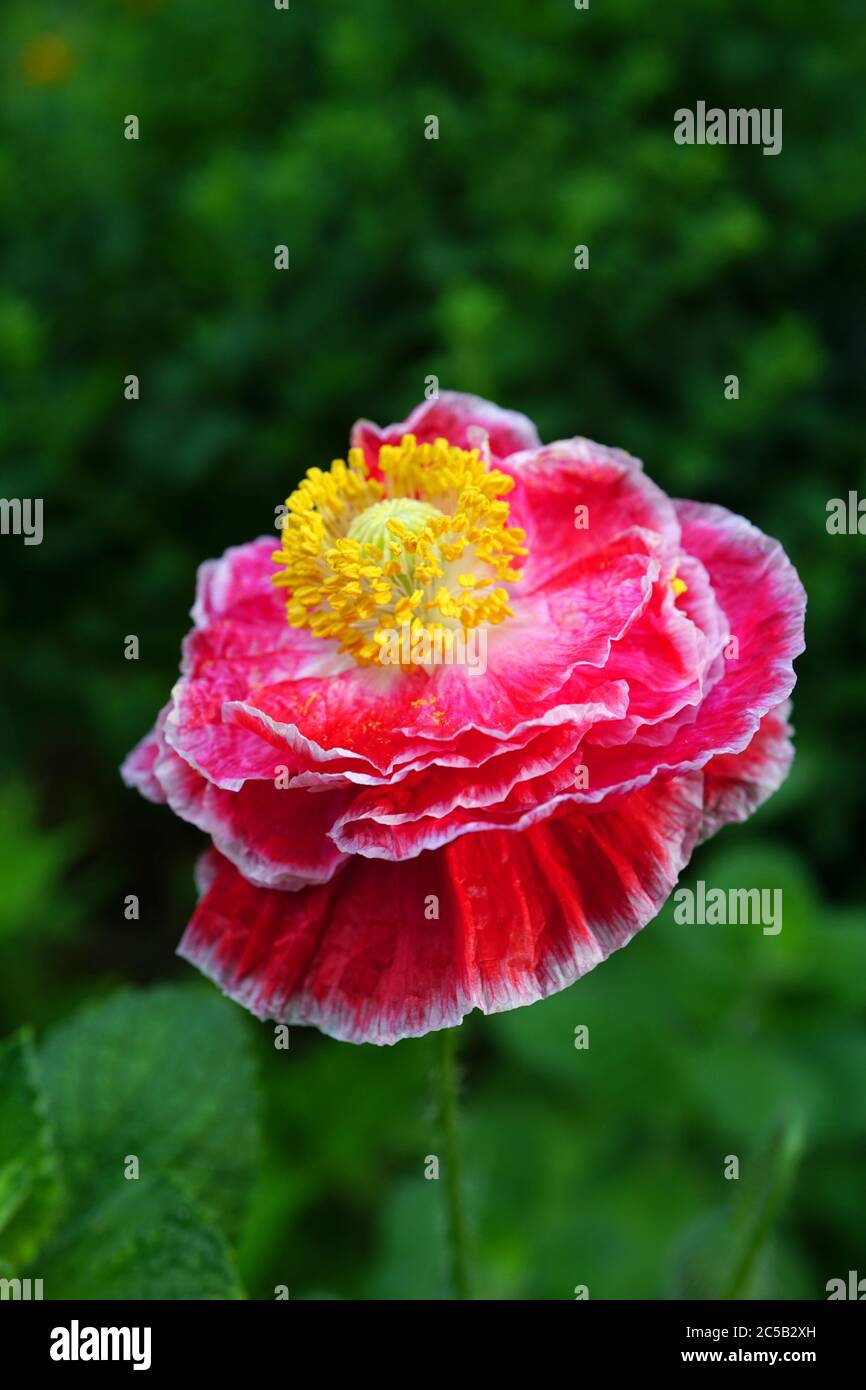 Pink and white multilayered Shirley Poppy Flower Poppy Stock