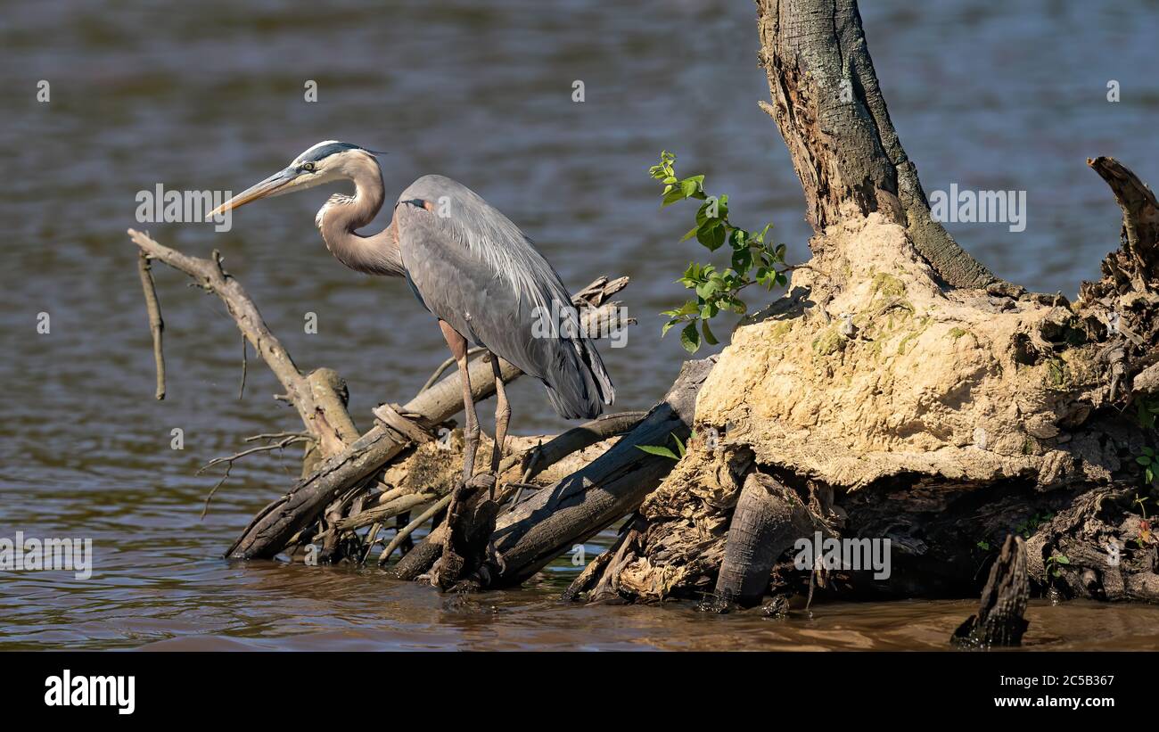 Huntley Meadows Stock Photo