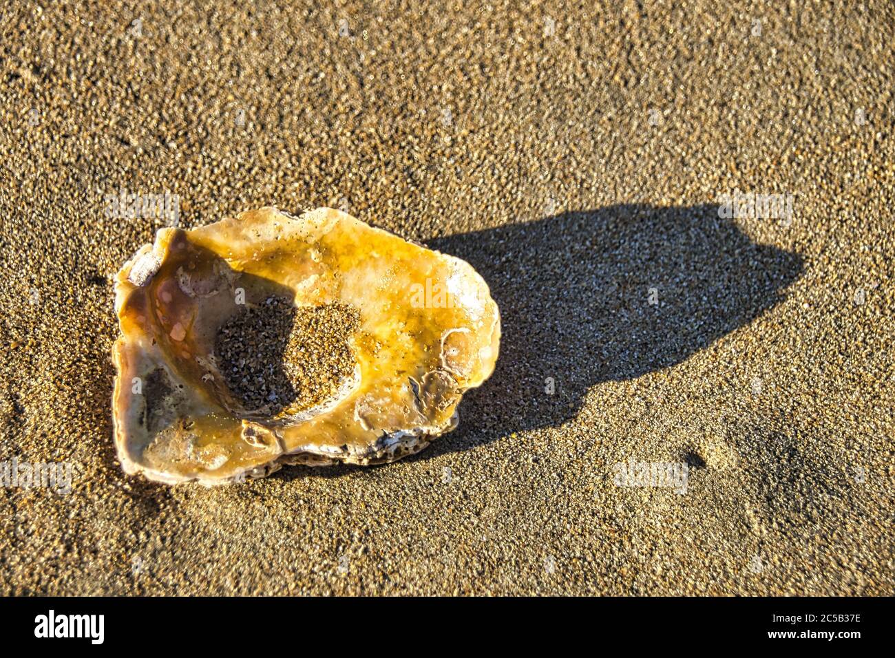 Closeup shot of a seashell on a sandy beach under the sunlight Stock ...