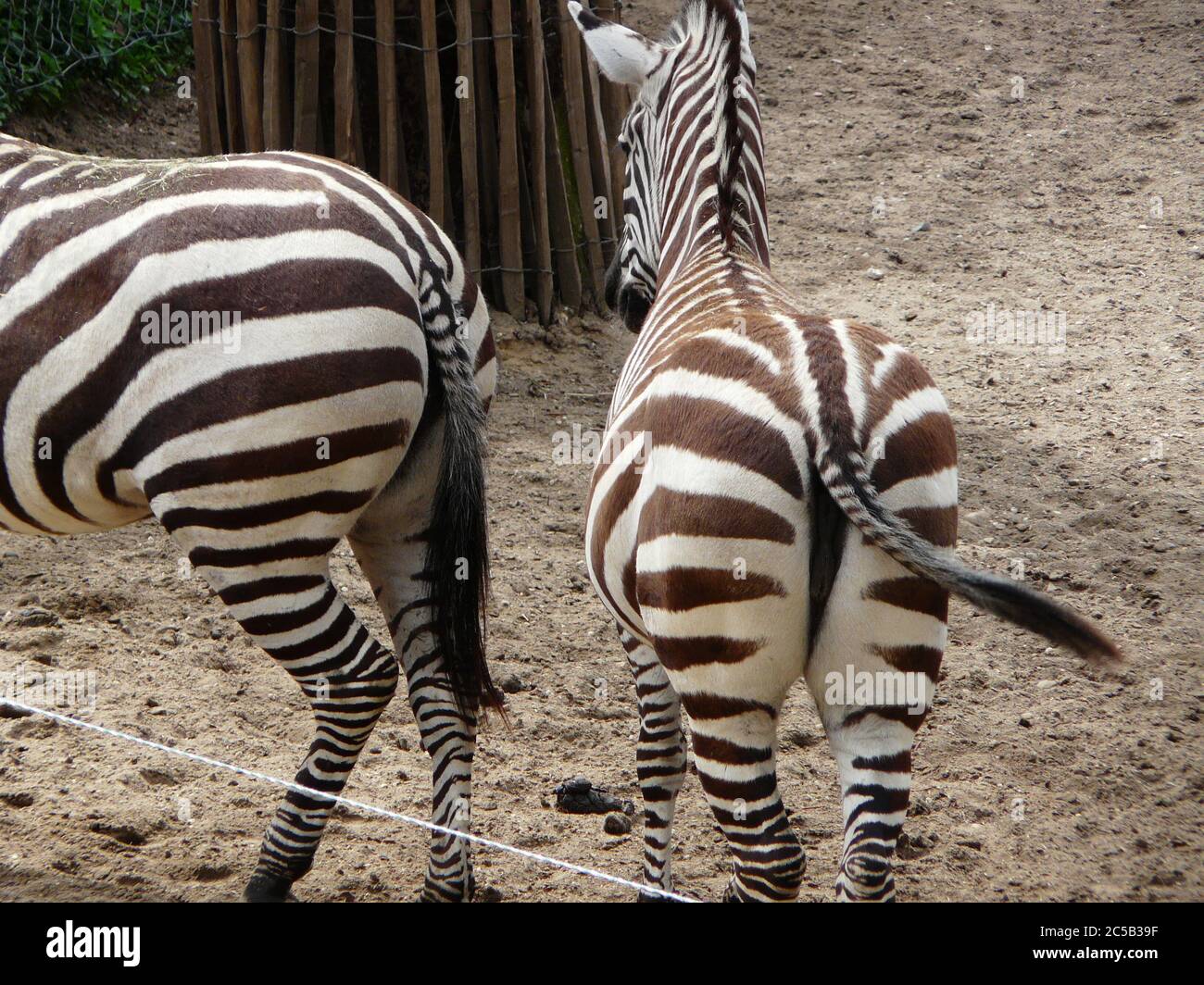 Animal butts hi-res stock photography and images - Alamy