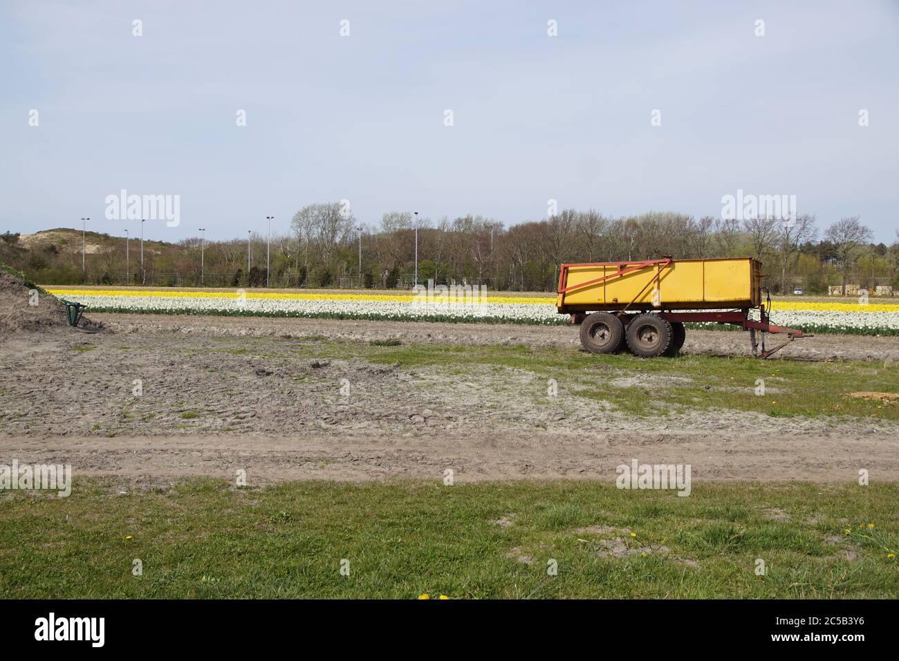 Yellow trailer and a field with yellow and white daffodils and dunes