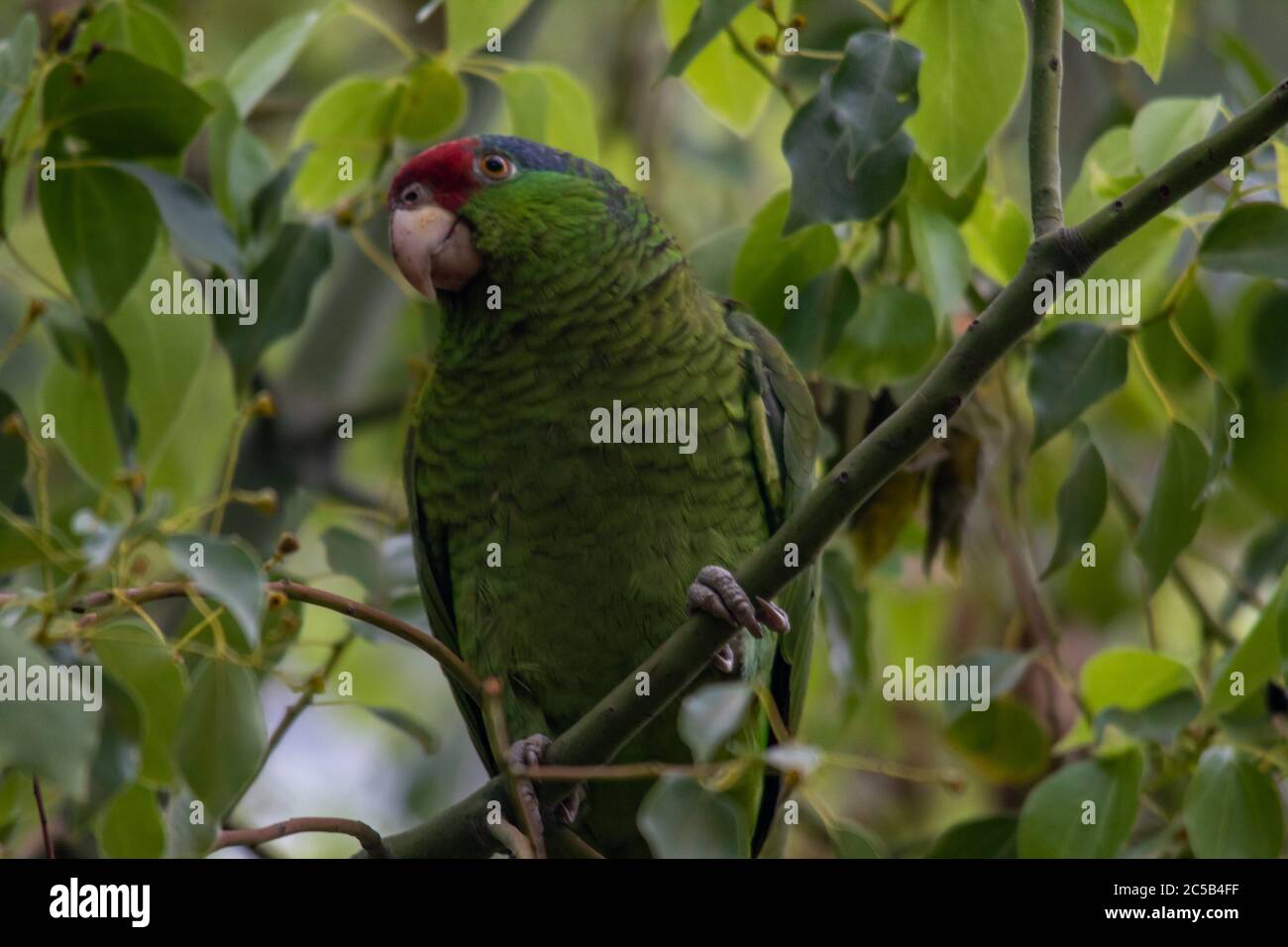 Closeup shot of a Rose-ringed parakeet parrot on a tree Stock Photo