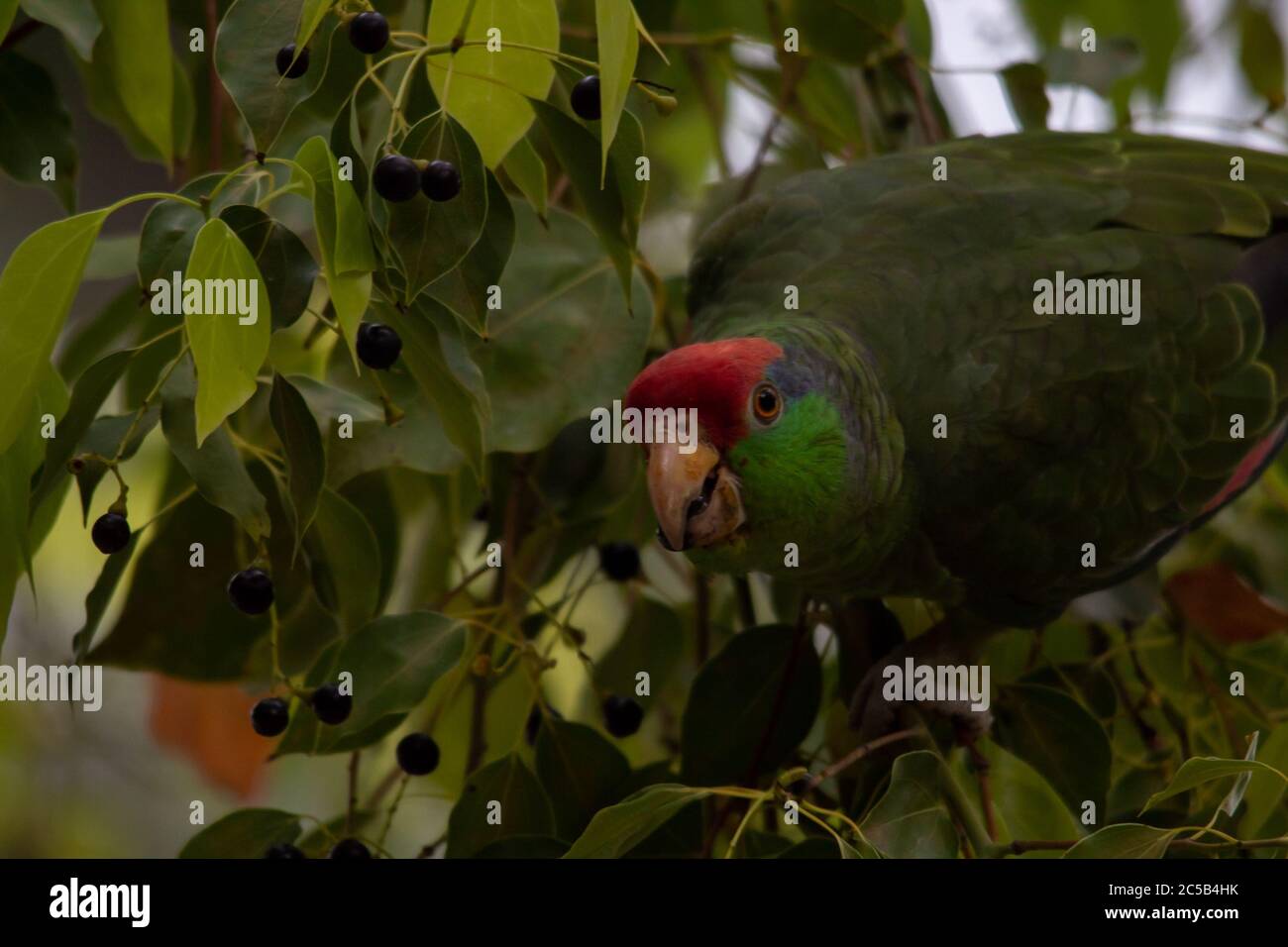 Closeup shot of a Rose-ringed parakeet parrot eating berries on a tree Stock Photo