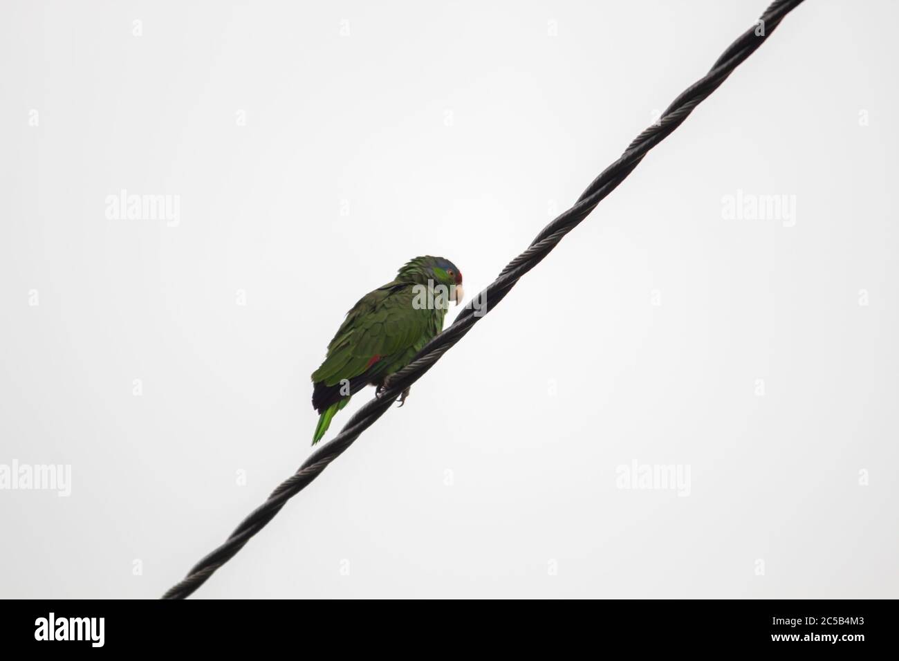 Closeup shot of a Rose-ringed parakeet parrot sitting on a wire Stock Photo
