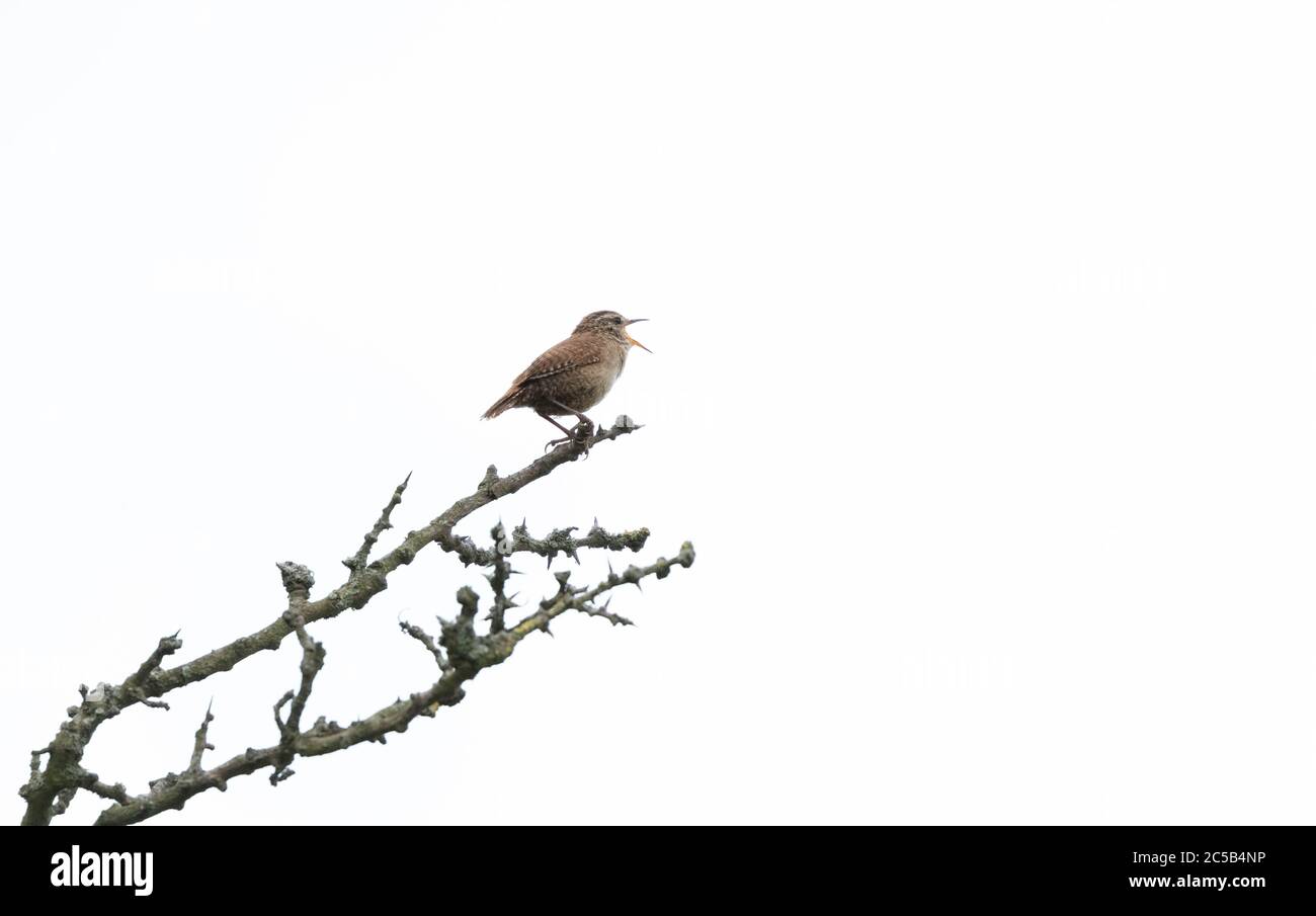 A single wren (UK) perched on a branch in full song. The wren is against a white background. Stock Photo