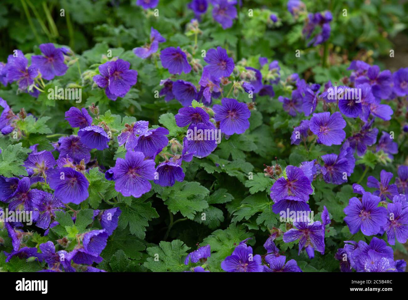 Johnson's Blue Hardy Geranium Stock Photo