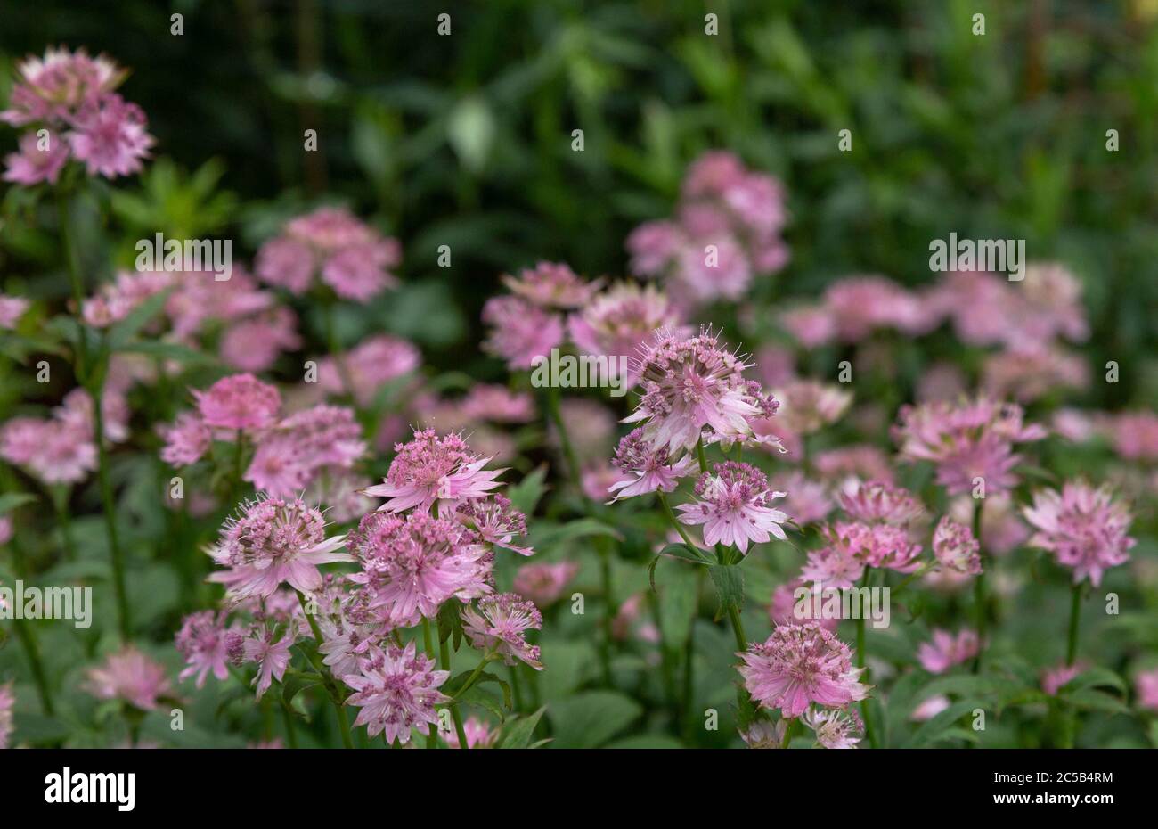Pink Astrantia flowers in full bloom. Stock Photo