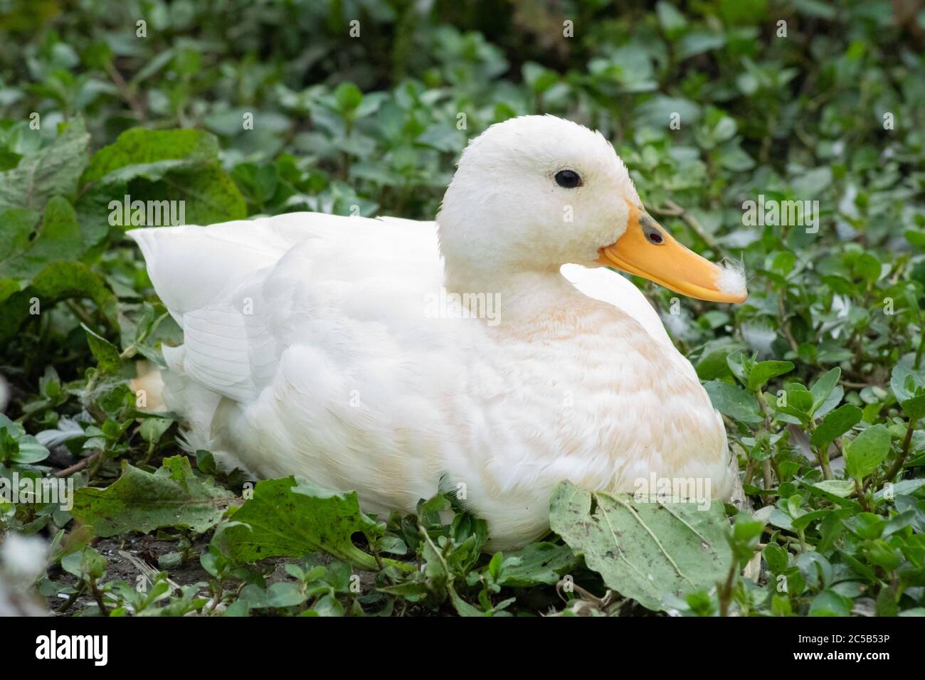 White mallard duck, anas platyrhynchos, a pure white duck possibly a result of Leucism, England UK Stock Photo