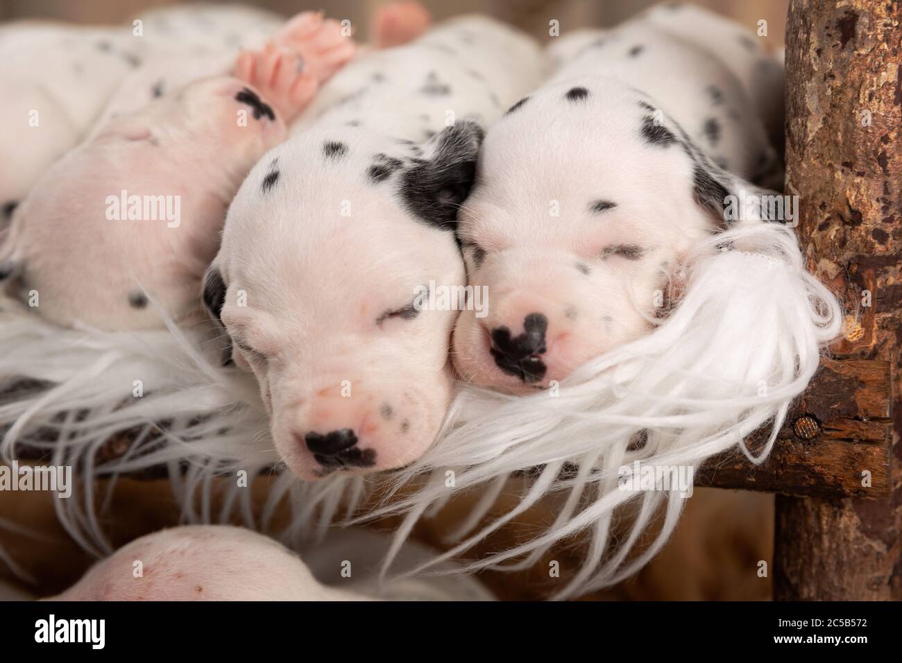 High angle shot of cute little dalmatian newborn puppies sleeping on a fluffy blanket Stock Photo