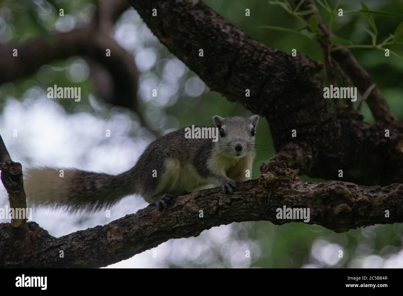 CHIPMUNK IN THE TOP OF TREE WITH LEAF BACKGROUND Stock Photo - Alamy