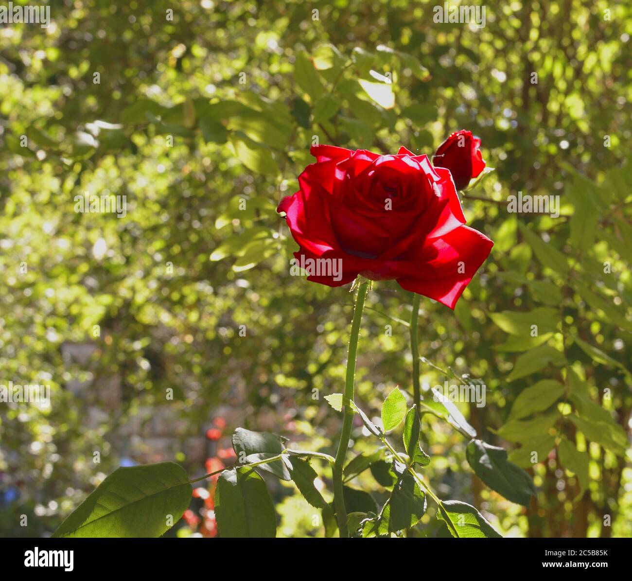 Rose leaves background hi-res stock photography and images - Alamy