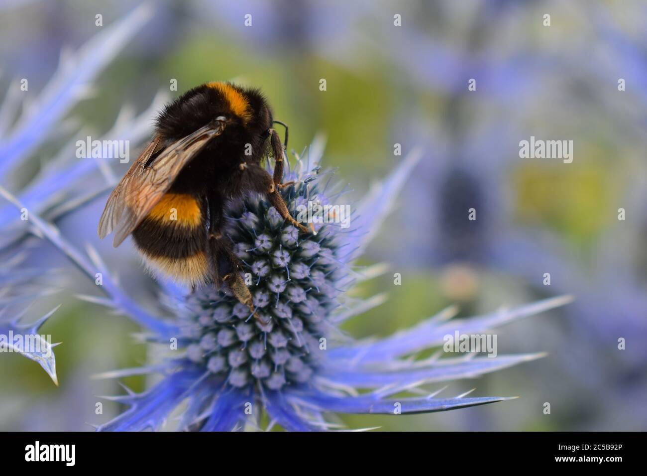 Bombus lucorum white-tailed bumble bee foraging on eryngium often referred to as Sea Holly. A hardy plant magnet for bumblebees hoverflies butterflies Stock Photo