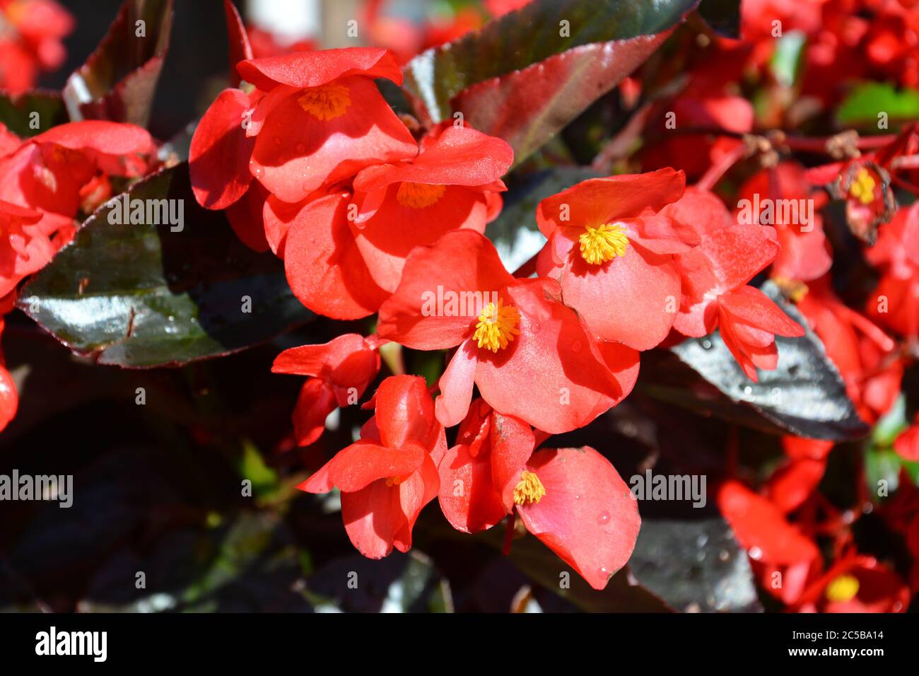 Red Begonia blossoms with yellow stamens in sunny morning Stock Photo