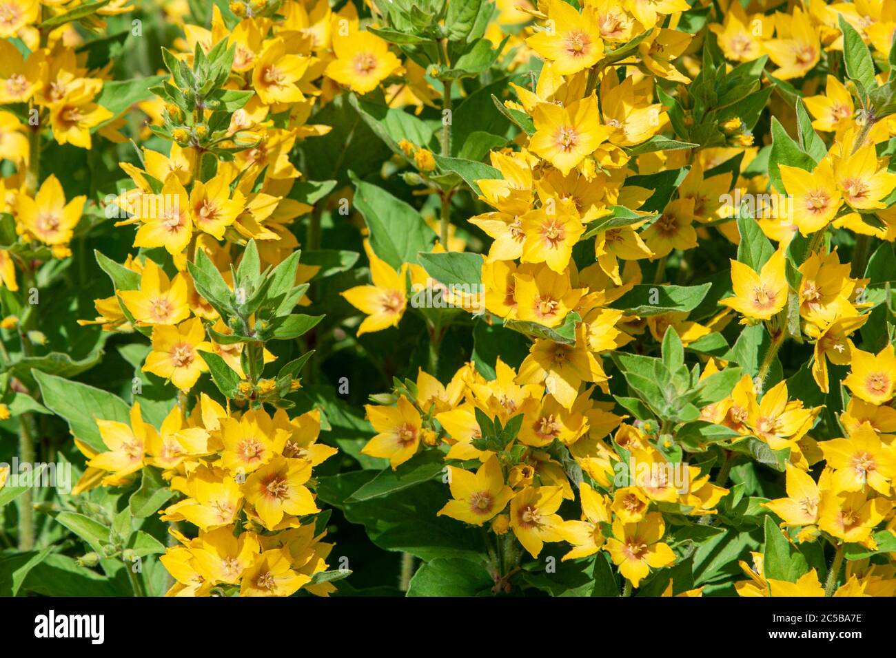 Garden Loosestrife flower grows in the garden (Lysimachia vulgaris) Stock Photo