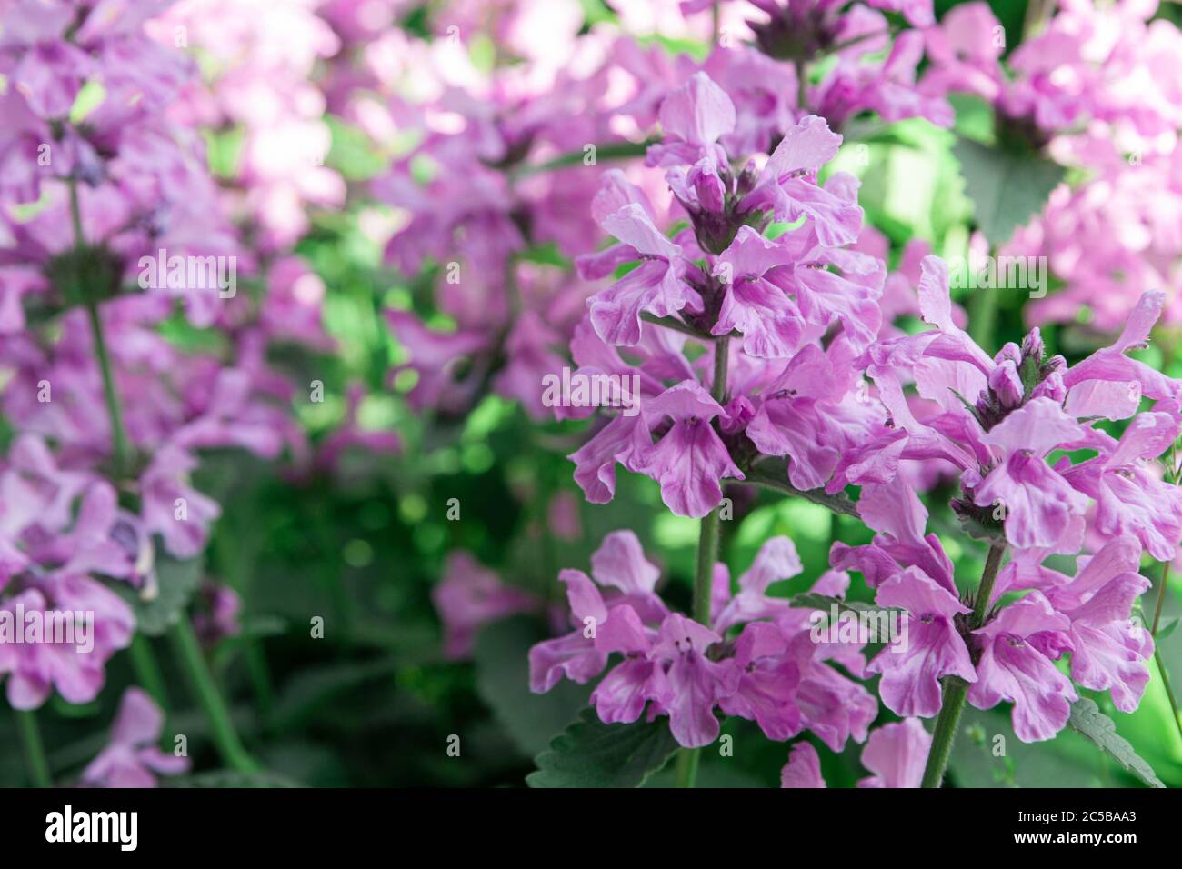 Betonica officinális flowers outdoors. Gardening concept. Horizontal photography. Stock Photo