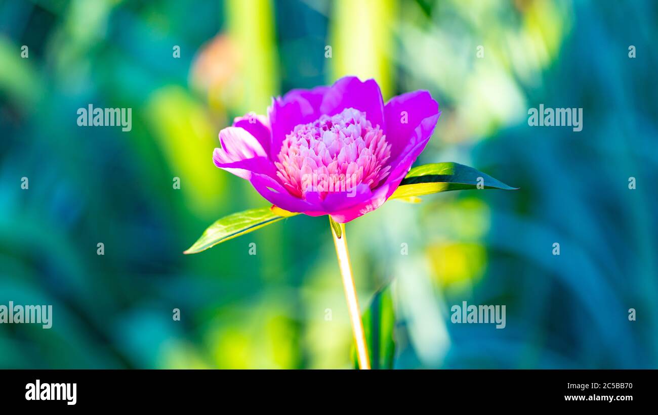 Close up of bush of peony. Beautiful pink flower with green leaves ...
