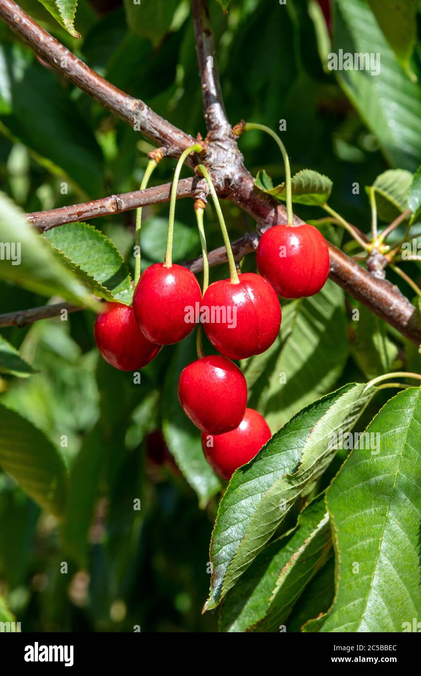 Michigan Sweet Cherries, Hedelfingen (German), variety, SW Michigan, USA, by James D Coppinger/Dembinsky Photo Assoc Stock Photo