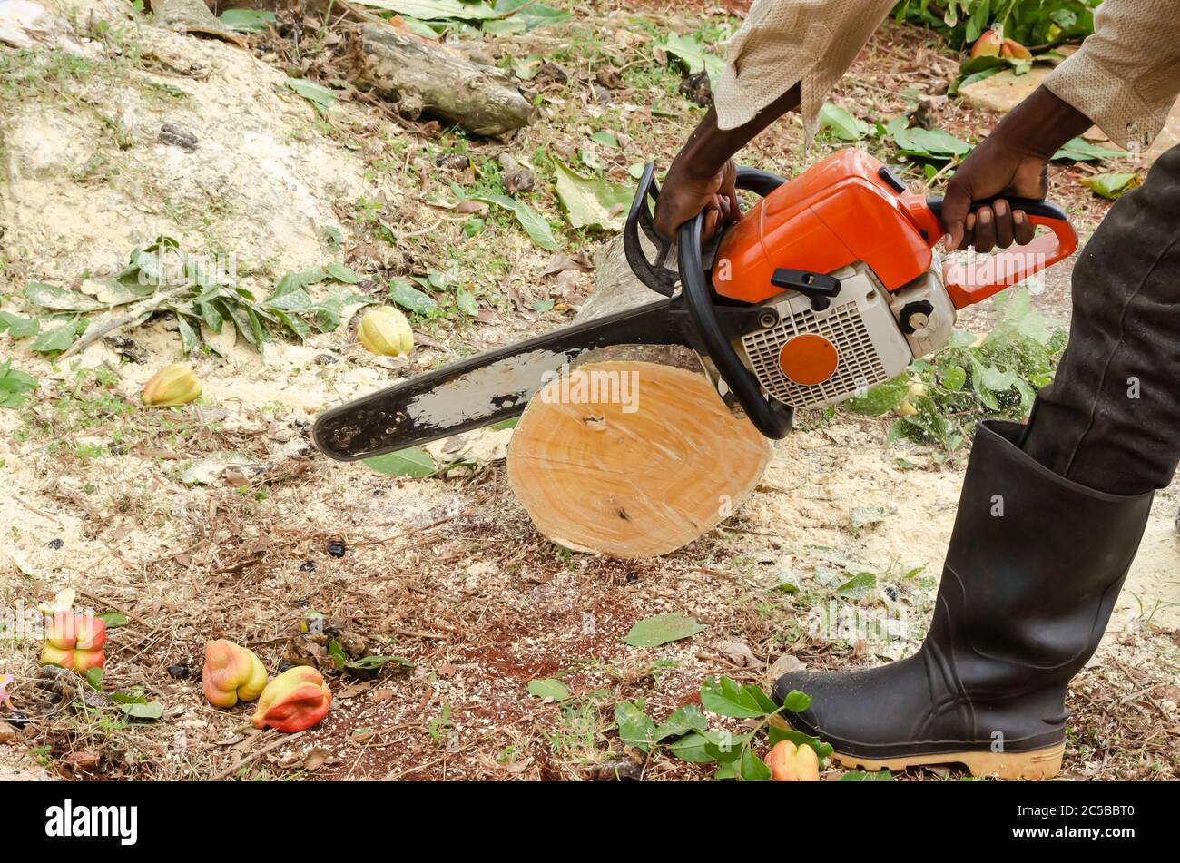 Chainsaw Cutting Wood Stock Photo Alamy