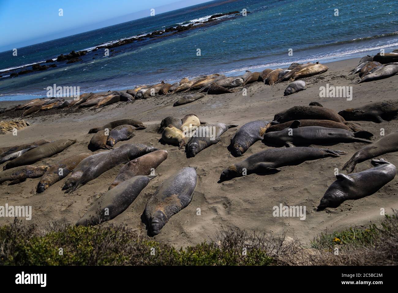 Elephant Seals lolling on the beach at San Simeon, California Stock