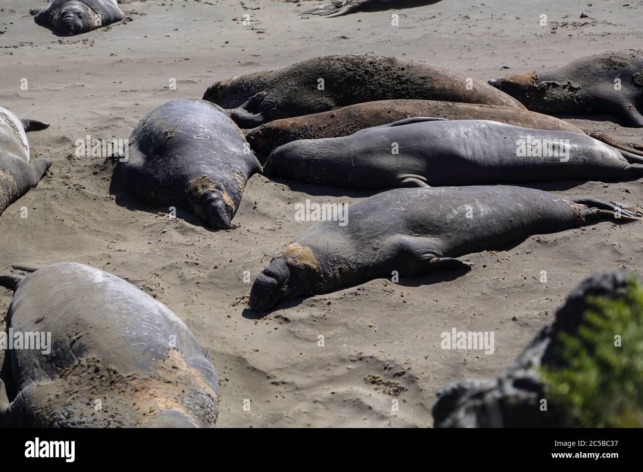 Elephant Seals lolling on the beach at San Simeon, California Stock