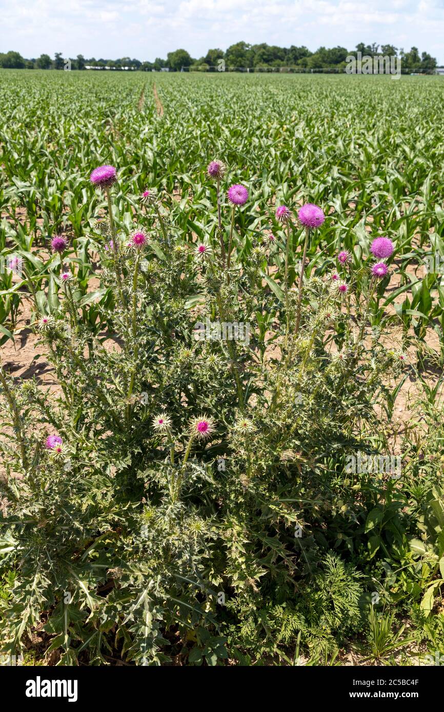 Nodding Thistles (Carduus nutans), growing at edge of corn field, Southwestern Michigan, USA, by James D Coppinger/Dembinsky Photo Assoc Stock Photo
