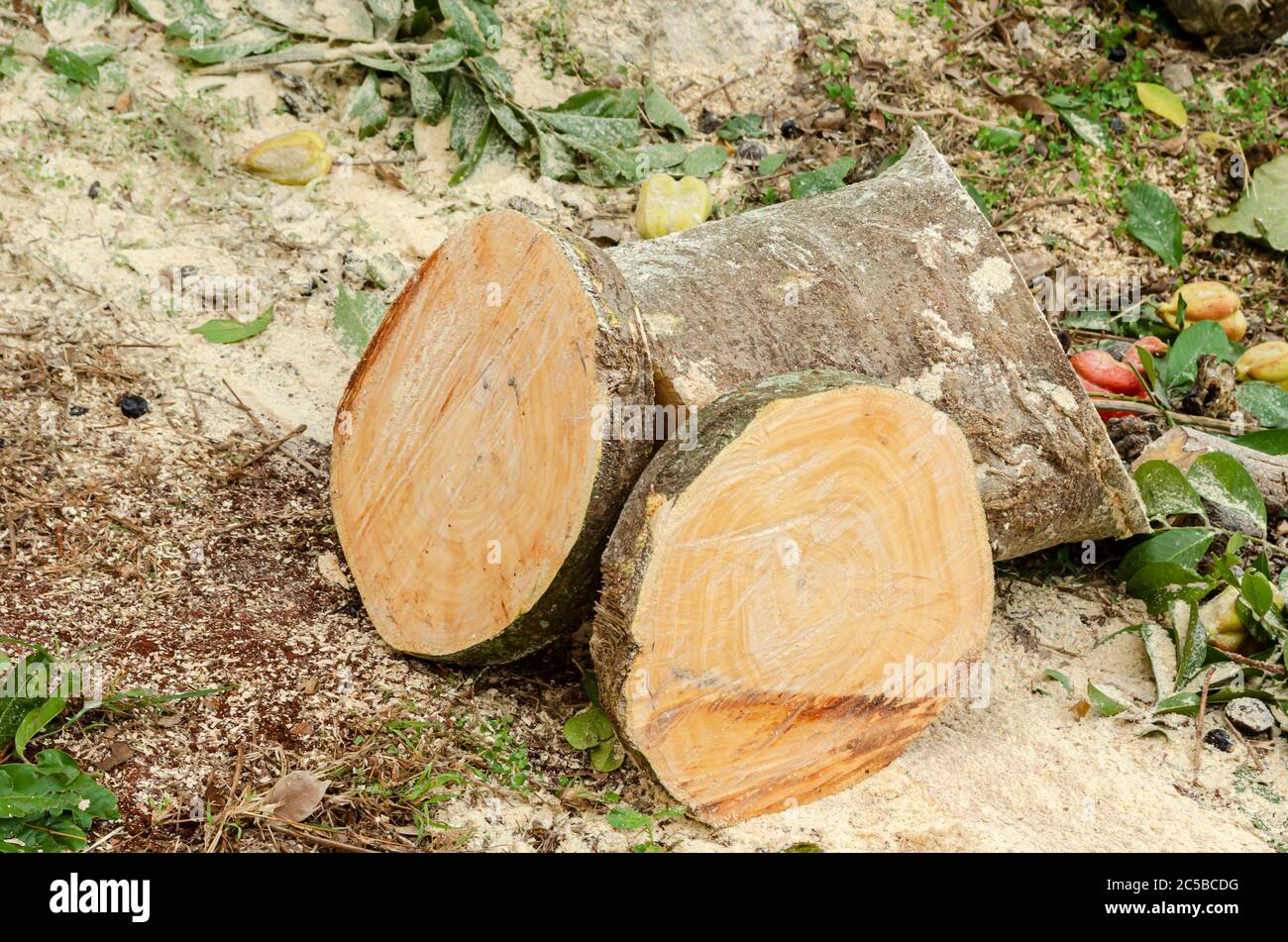 Cut Wood On Ground Stock Photo