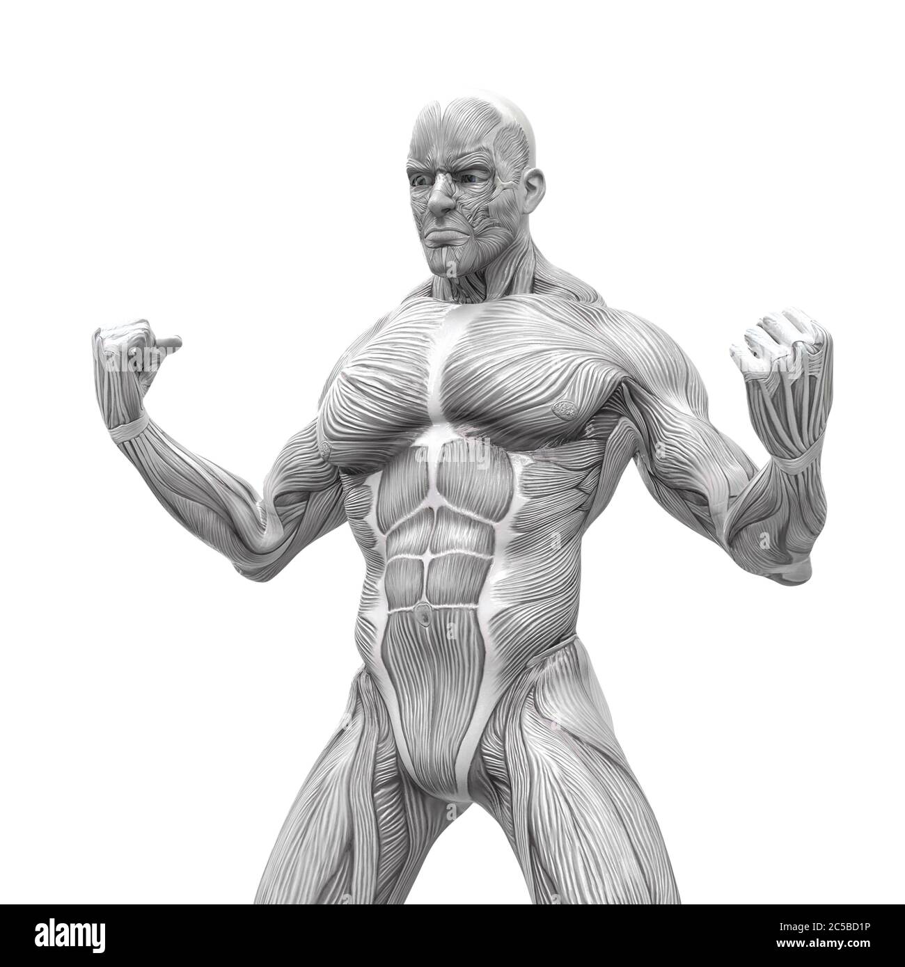 muscleman anatomy heroic body is angry in white background, 3d ...