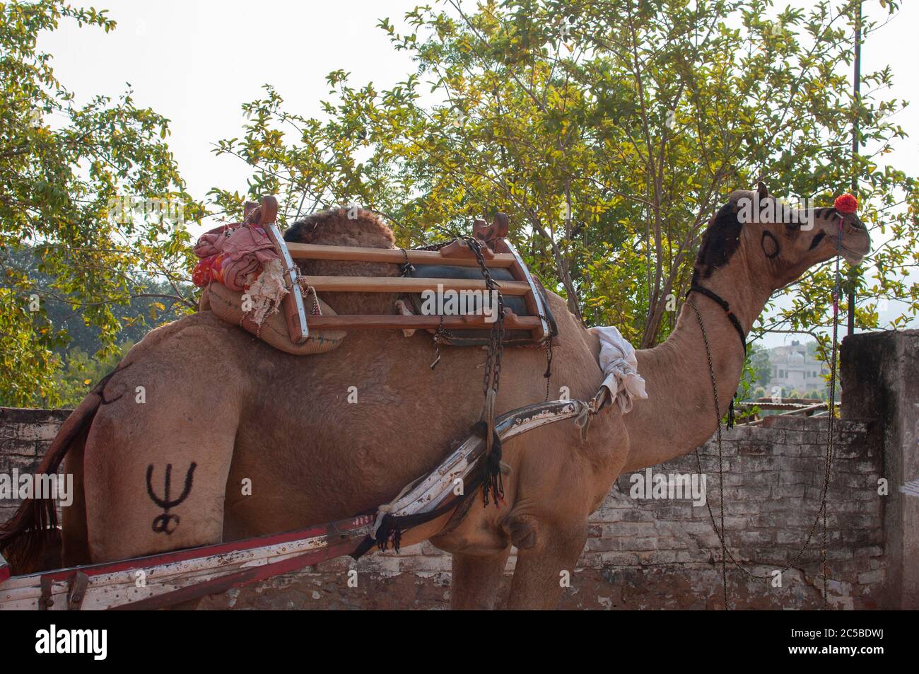 The camel is part of the landscape of Rajasthan; the icon of the desert