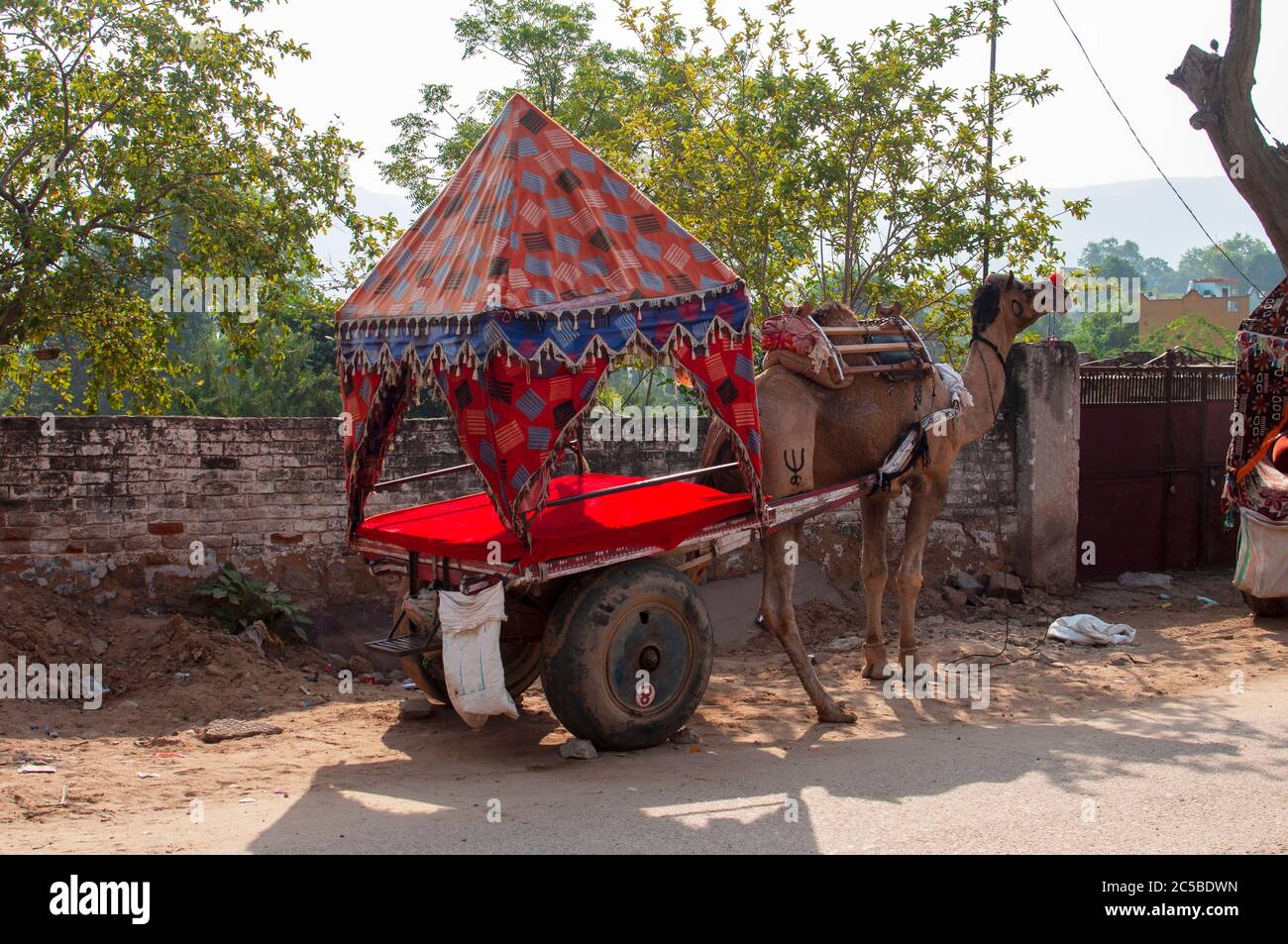 The camel is part of the landscape of Rajasthan; the icon of the desert