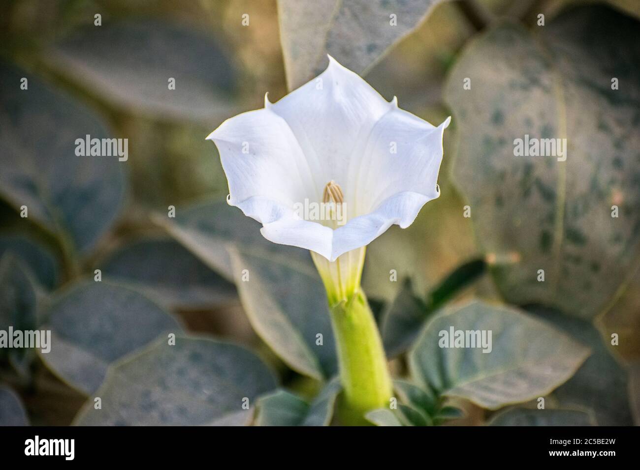 Datura is a genus of nine species of poisonous Vespertine flowering plants belonging to the family Solanaceae. They are commonly known as thornapples Stock Photo
