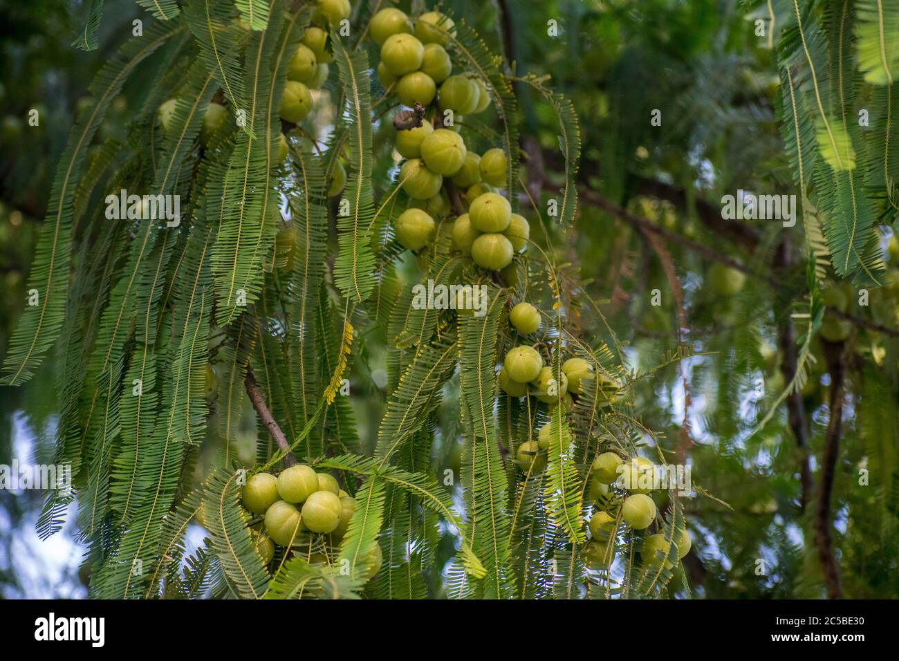 Indian gooseberry, Malacca tree or amla from Sanskrit amalika, is a deciduous tree of the family Phyllanthaceae. It is known for its edible fruit of t Stock Photo