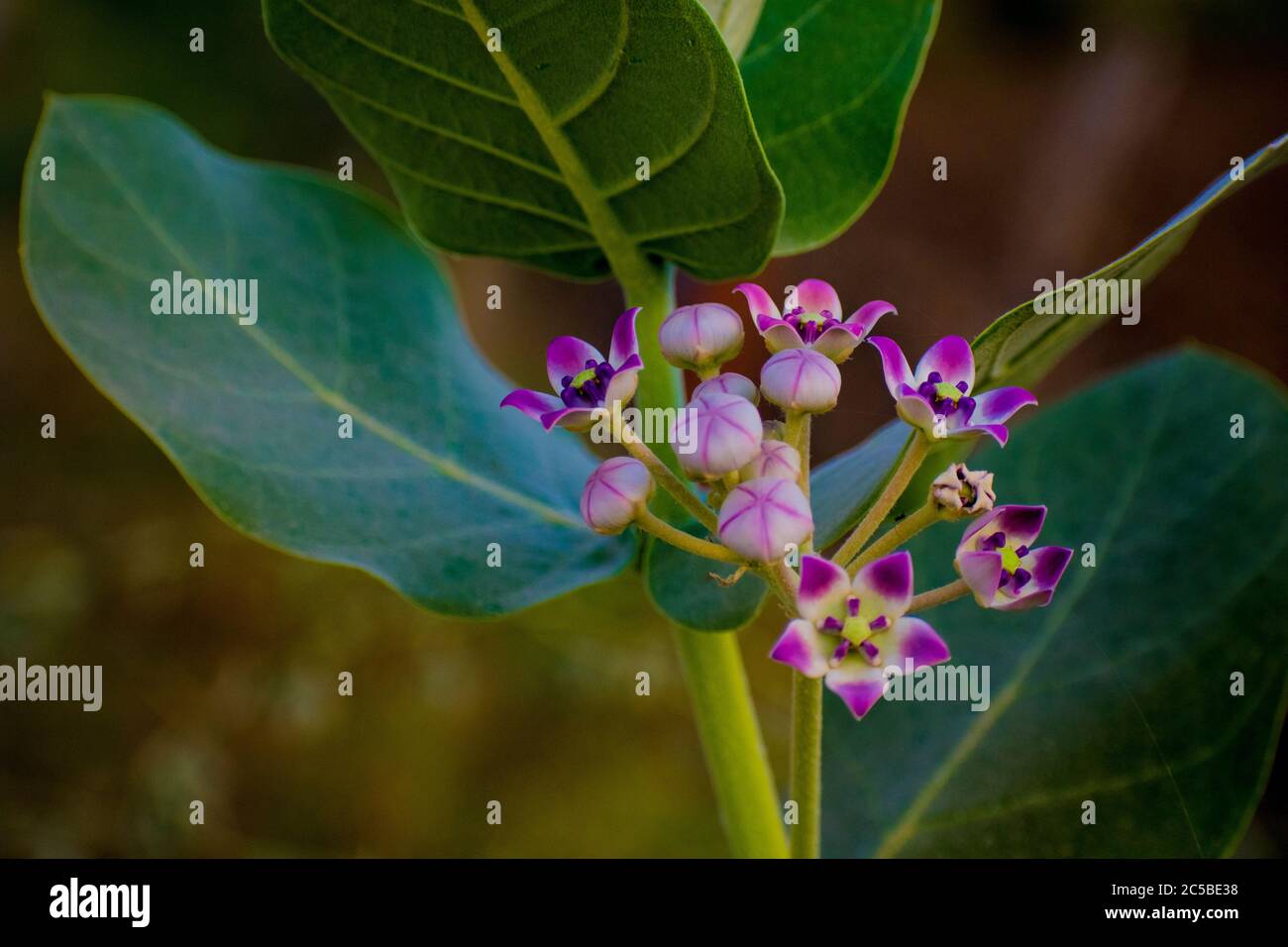 Calotropis gigantea, the crown flower, is a species of Calotropis native to Cambodia, Indonesia, Malaysia, the Philippines, Thailand, Sri Lanka, India Stock Photo